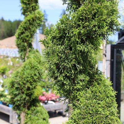 Thuja occidentalis Smaragd, Ädeltuja, 160-180 spiral C45