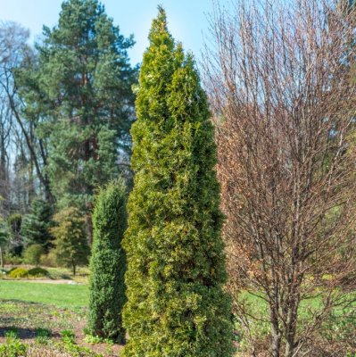Thuja occidentalis Smaragd Variegata, Ädeltuja, 30-35 C2
