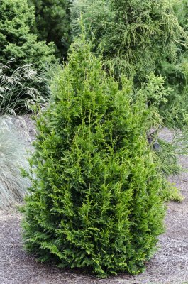 Thuja plicata Cancan, Jättetuja, 30-35 C2