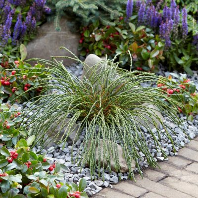 Thuja plicata Whipcord, Liten Tuja, 20-25 C3
