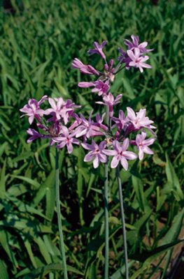 Tulbaghia violacea, Tulbaghia, P9cm