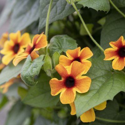 Thunbergia alata A-Peel Tangerine Slice®