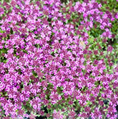 Thymus coccineus Coccineus, Backtimjan