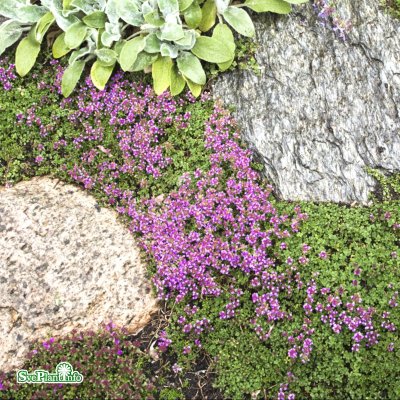 Thymus coccineus Coccineus, Backtimjan, C11,5cm