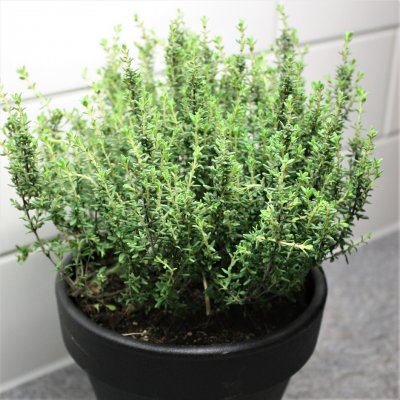 Thymus vulgaris Faustinii, Kryddtimjan, C13cm