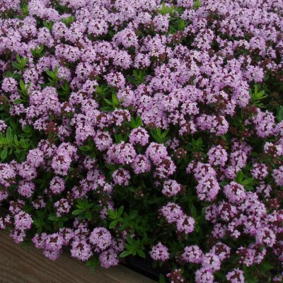 Thymus longicaulis Odoratus, Kaskadtimjan, C11,5cm