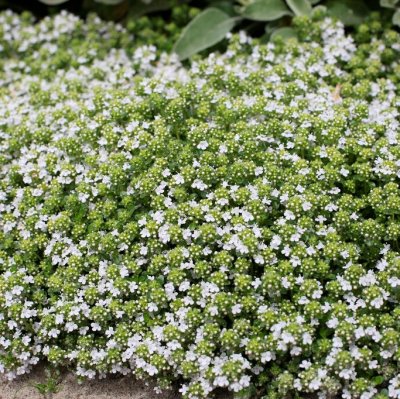 Thymus serpyllum Albus, Backtimjan