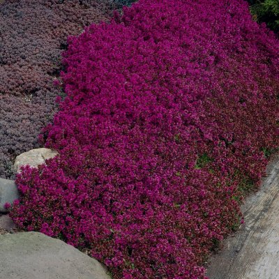Thymus coccineus Purple Beauty, Backtimjan
