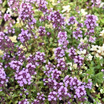 Thymus pulegioides Foxley, Stortimjan, C11cm