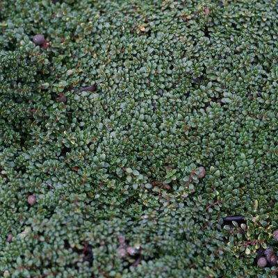 Thymus serpyllum Rasta, Backtimjan, C11cm
