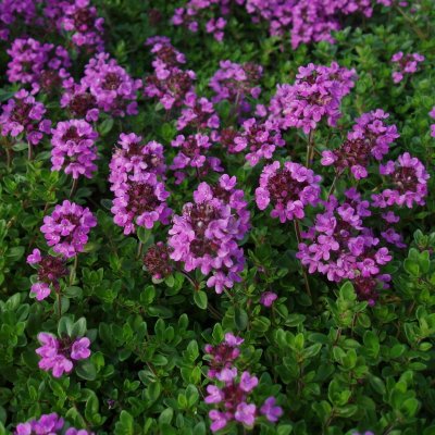Thymus citriodorus