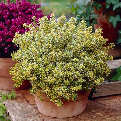 Thymus x citriodorus Aureus, Citrontimjan, C13cm