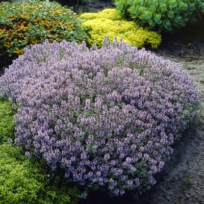 Thymus pulegioides Bertram Anderson, Stortimjan