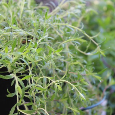 Thymus x citriodorus Lemon Cascading, Citrontimjan, C13cm