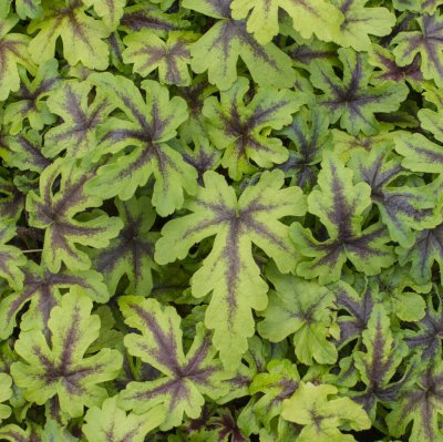 Tiarella hybr. Jeepers Creepers, Spetsmössa