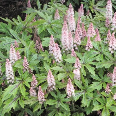 Tiarella hybr. Pink Skyrocket ®, Spetsmössa, C13cm