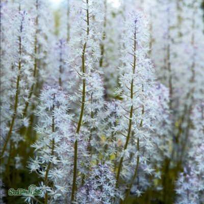 Tiarella hybr. Iron Butterflies ®, Spetsmössa, P9cm