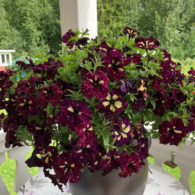 Petunia, Stickling, LightningSky 3-pack