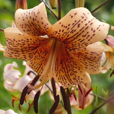 Tigerlilja Tiger Babies 3st