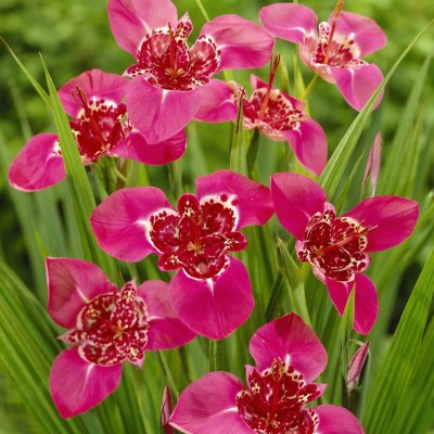 Påfågelslilja Tigridia pavonia Lilacea 10st