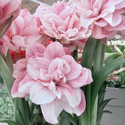 Hippeastrum Tika Disco ®