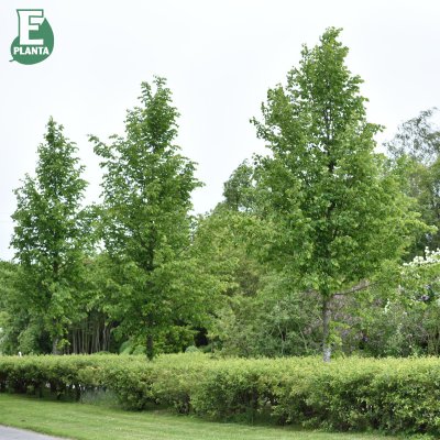 Tilia cordata Linn ® E (Elin), Skogslind