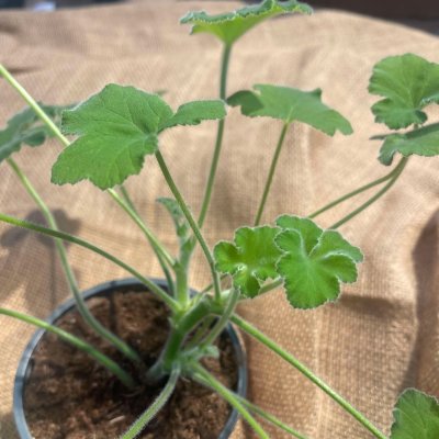 Doftpelargon Tomentosum