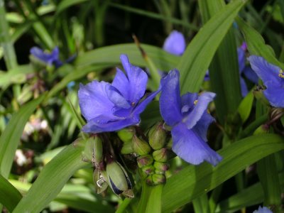 Tradescantia anders. Caerulea Plena ®, Tremastarblomma, P9cm