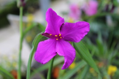 Tradescantia anders. Red Grape, Tremastarblomma, P9cm
