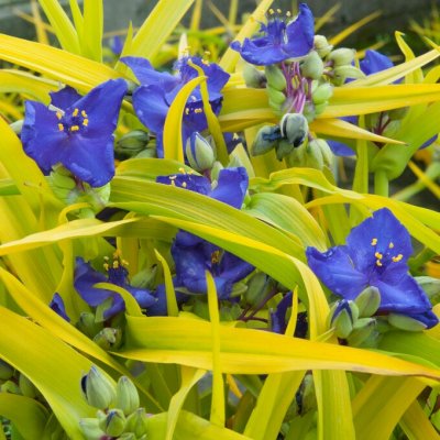 Tradescantia anders. Sweet Kate, Tremastarblomma, P9cm