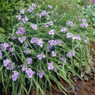 Tradescantia andersoniana Little Doll, Tremastarblomma