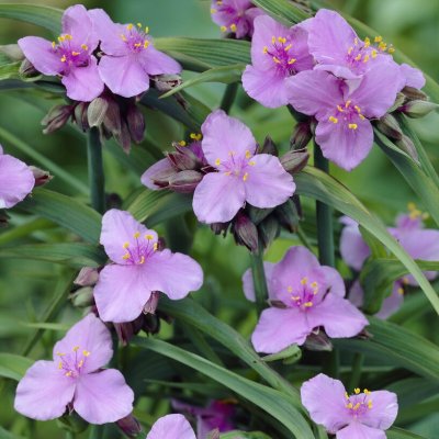 Tradescantia andersoniana Perinne´s Pink