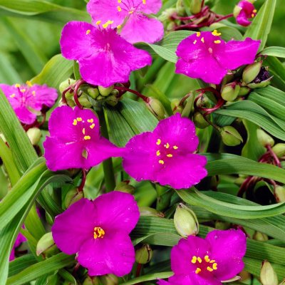 Tradescantia anders. Rubra, Tremastarblomma, P9cm
