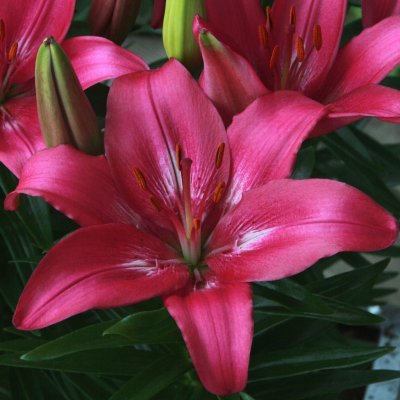 Asiatisk Lilja Trendy Dakota 3st