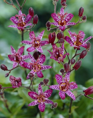 Tricyrtis formosana, Skugglilja 2st