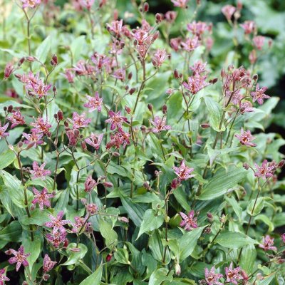 Tricyrtis formosana Purple Beauty, Skugglilja