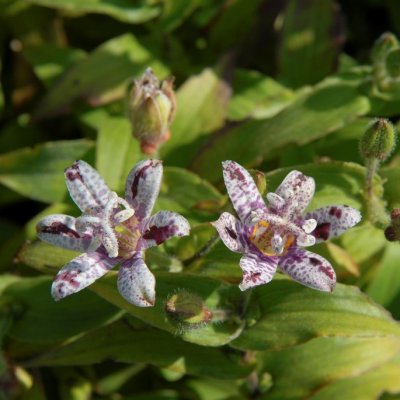 Tricyrtis hirta Miyazaki, Hårig Skugglilja, P9cm
