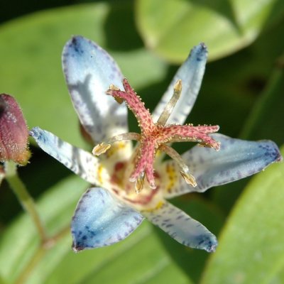 Tricyrtis hirta Taiwan Adbane, Hårig Skugglilja, P9cm
