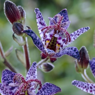 Tricyrtis hybr. Blue Wonder