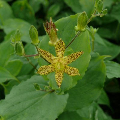 Tricyrtis latifolia Yellow Sunrise ®, Gul Skugglilja
