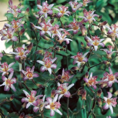 Tricyrtis hirta Tojen, Hårig Skugglilja, P9cm