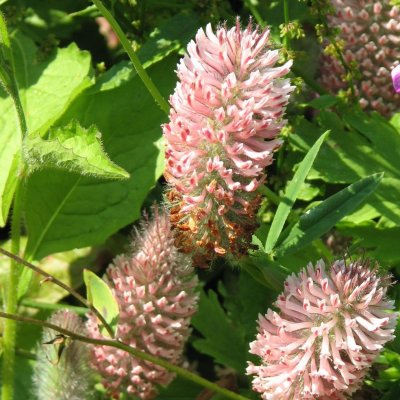 Trifolium rubens Peach Pink, Purpurklöver, P9cm