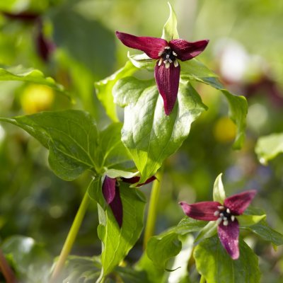 Trillium erectum, Purpurtreblad, P9cm