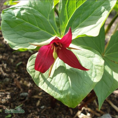 Trillium erectum, Purpurtreblad, P9cm