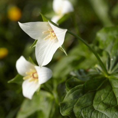 Trillium flexipes, Bågtreblad, P9cm