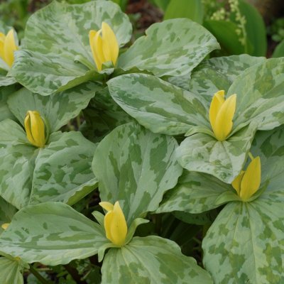 Trillium luteum, Gyllentreblad, P9cm