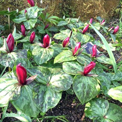 Trillium sessile, Paddtreblad, P9cm