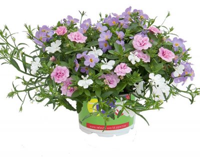Sommarblomma, Stickling, Trixi ® Romance
