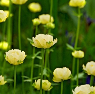 Trollius x cultorum Alabaster, Trädgårdssmörboll