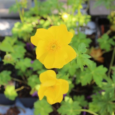 Trollius buddae (stenopetalus), Buddasmörskål, P9cm